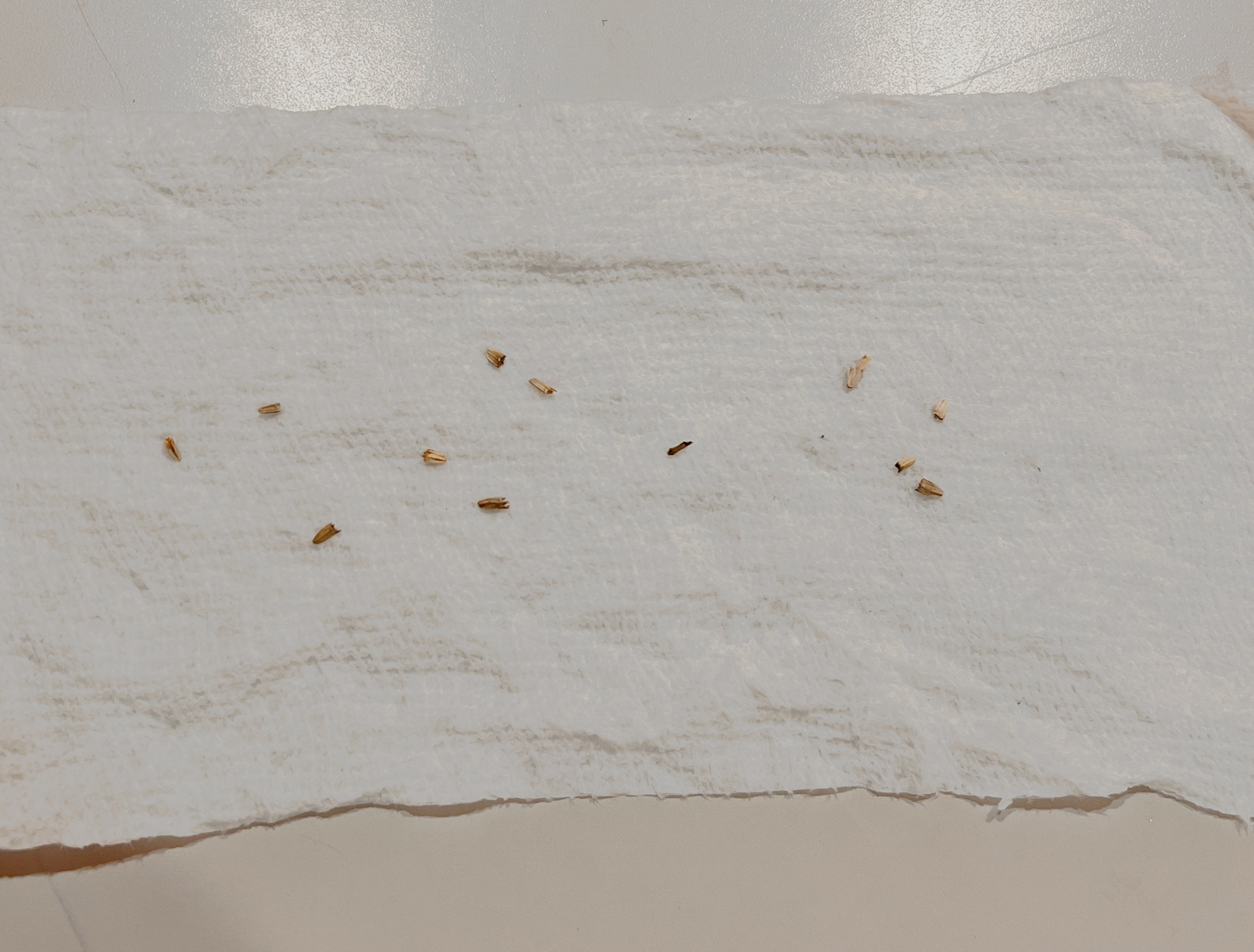 Cold Stratification: A Simple Guide