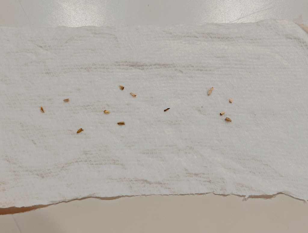 Cold Stratification: A Simple&nbsp;Guide