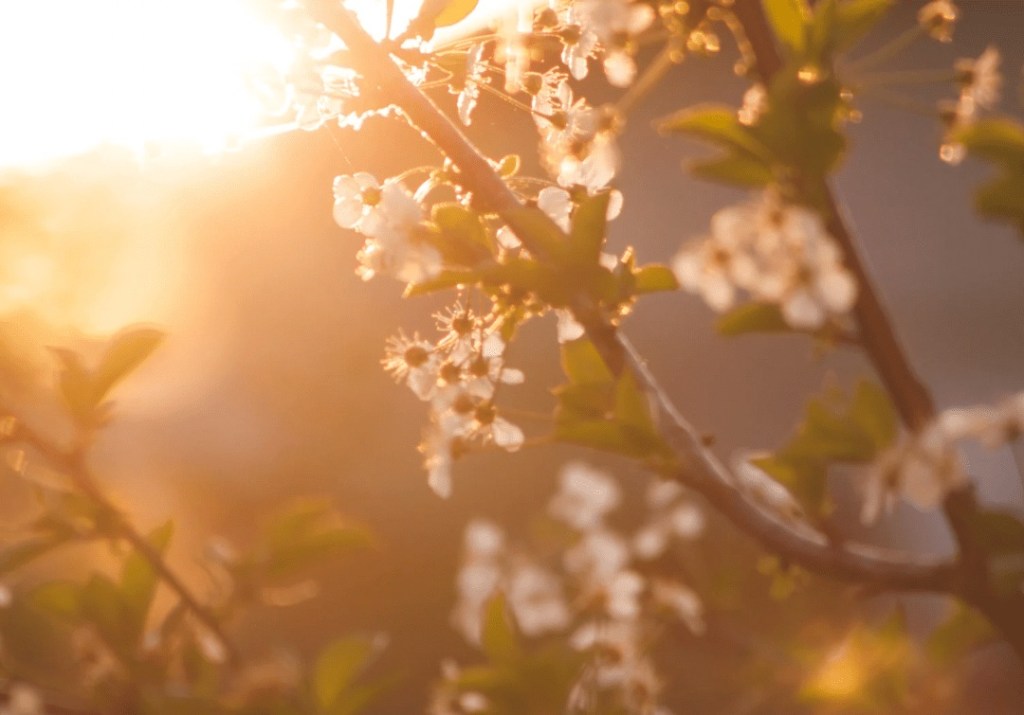 Welcoming Spring: Slowing Down and Savoring&nbsp;Motherhood