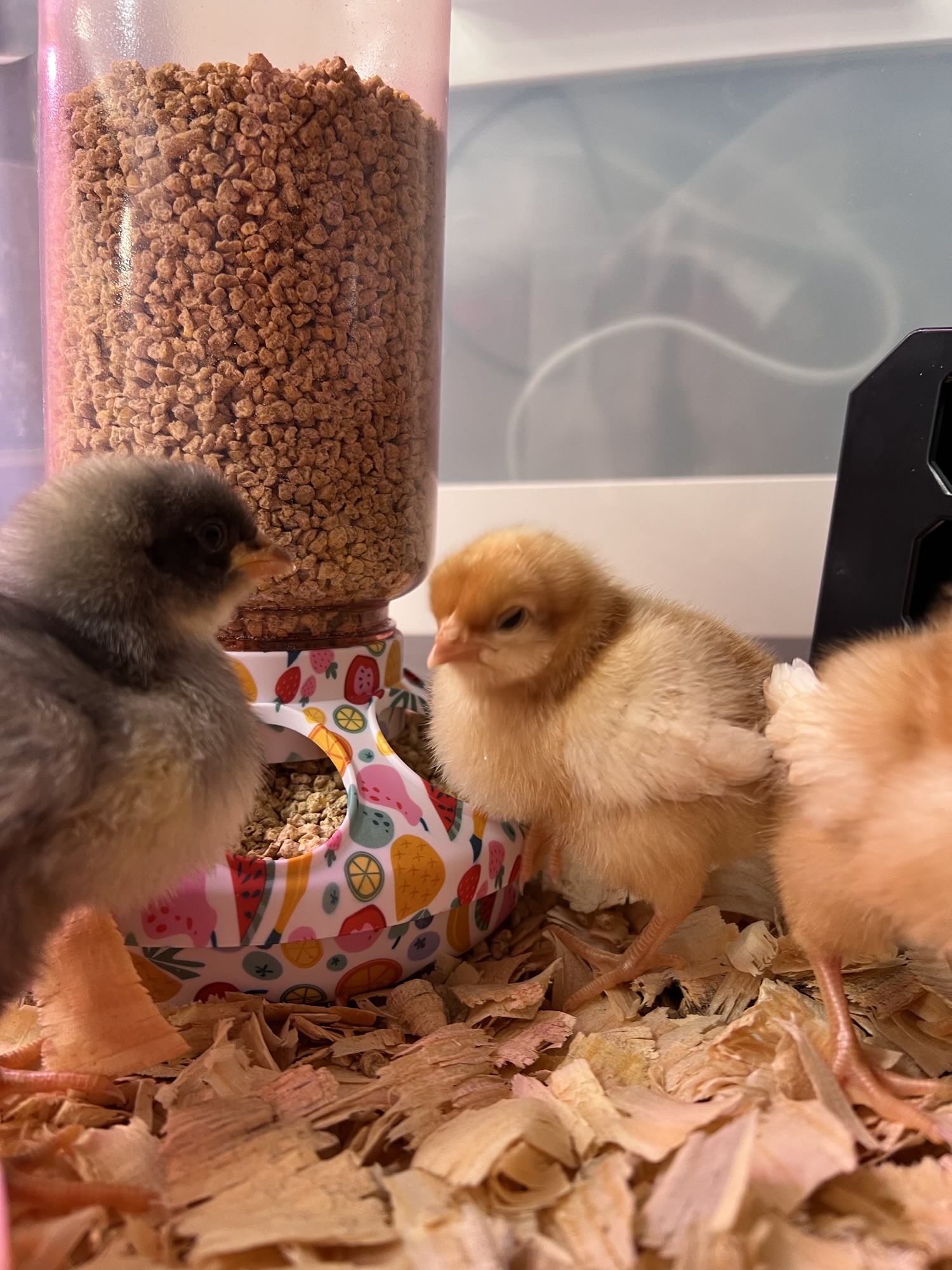 Our First Backyard Flock: The Beginning of Our Chicken Journey