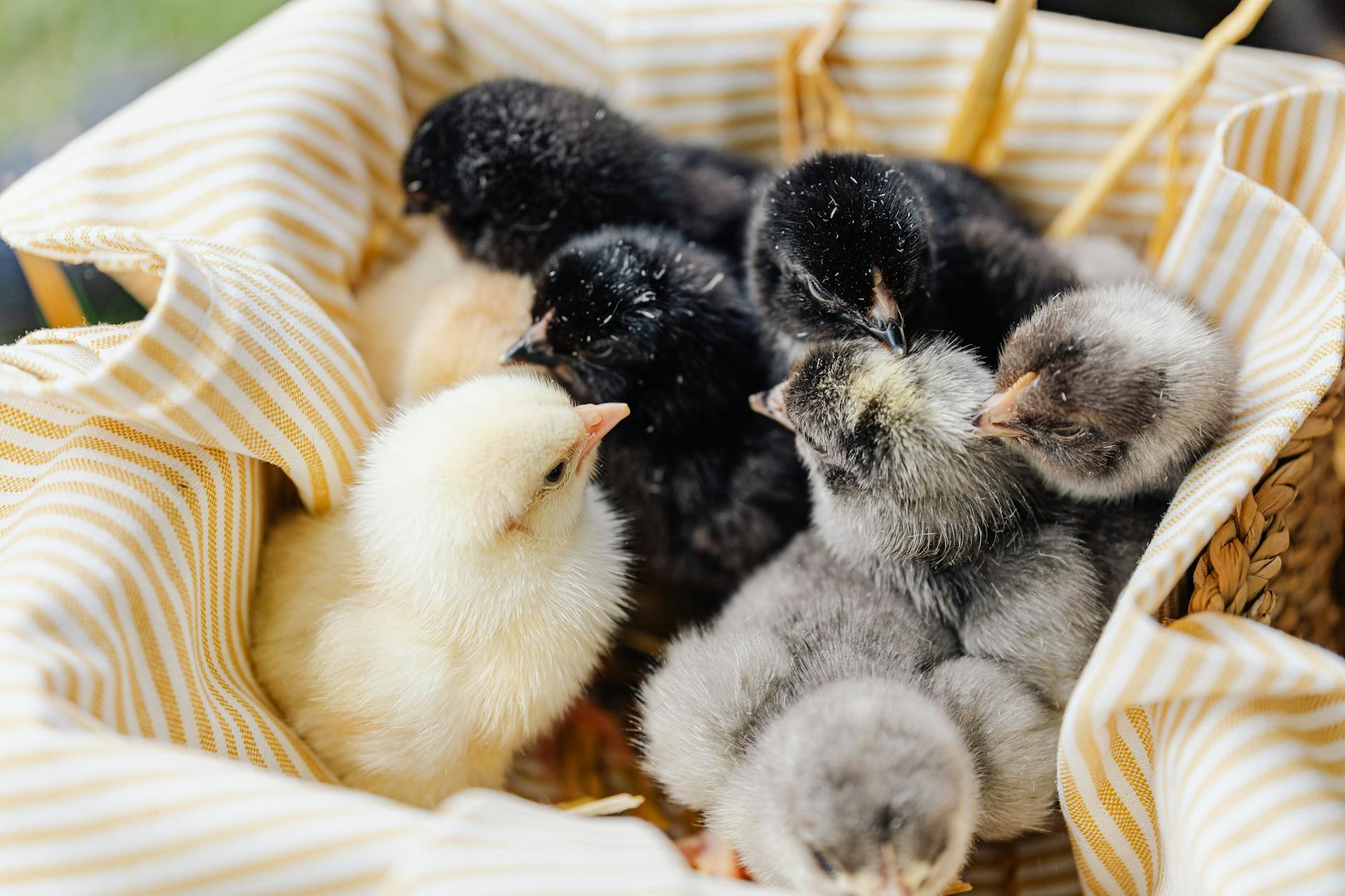 Getting Baby Chicks: Everything You Need Before They Come Home
