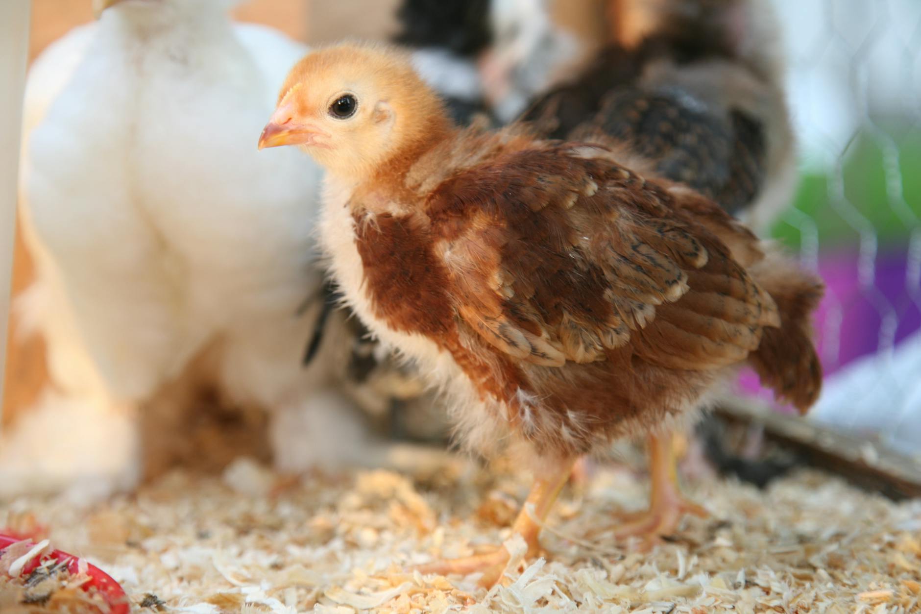 What to Expect in a Baby Chick’s First 3 Weeks