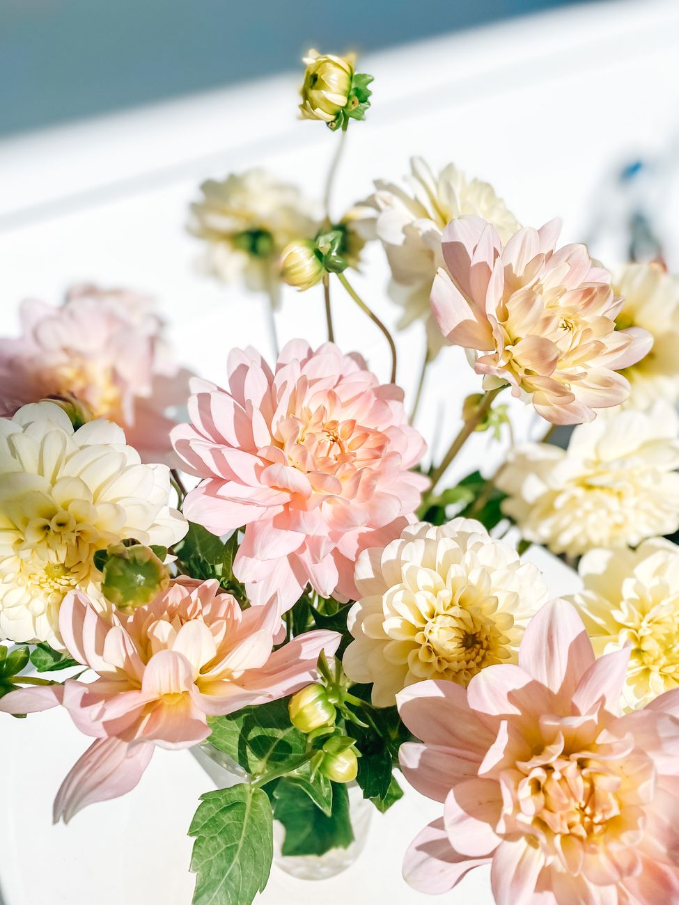 Growing Dahlias from Seeds, Tubers, and Starts: My Dahlia Journey This Year