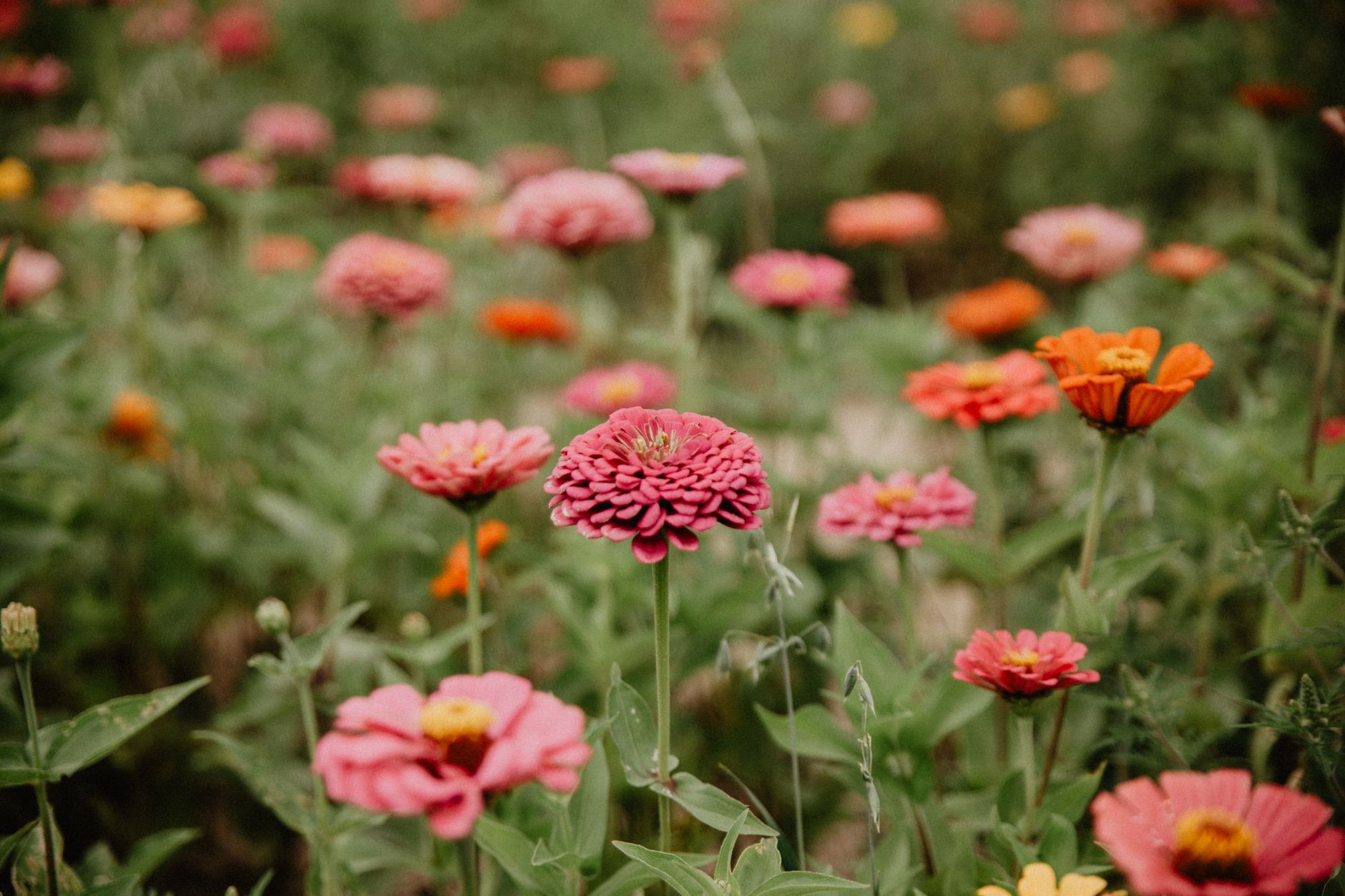 Growing Zinnias: A Guide to the Easiest Cut Flower