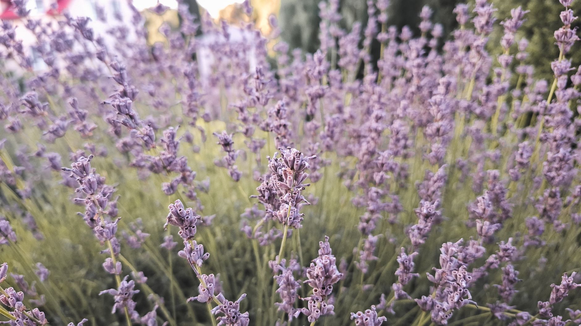 Growing, Harvesting, and Drying Lavender