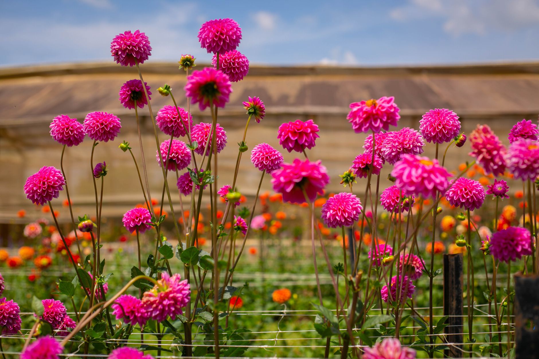 A Guide to the Different Types of Dahlias