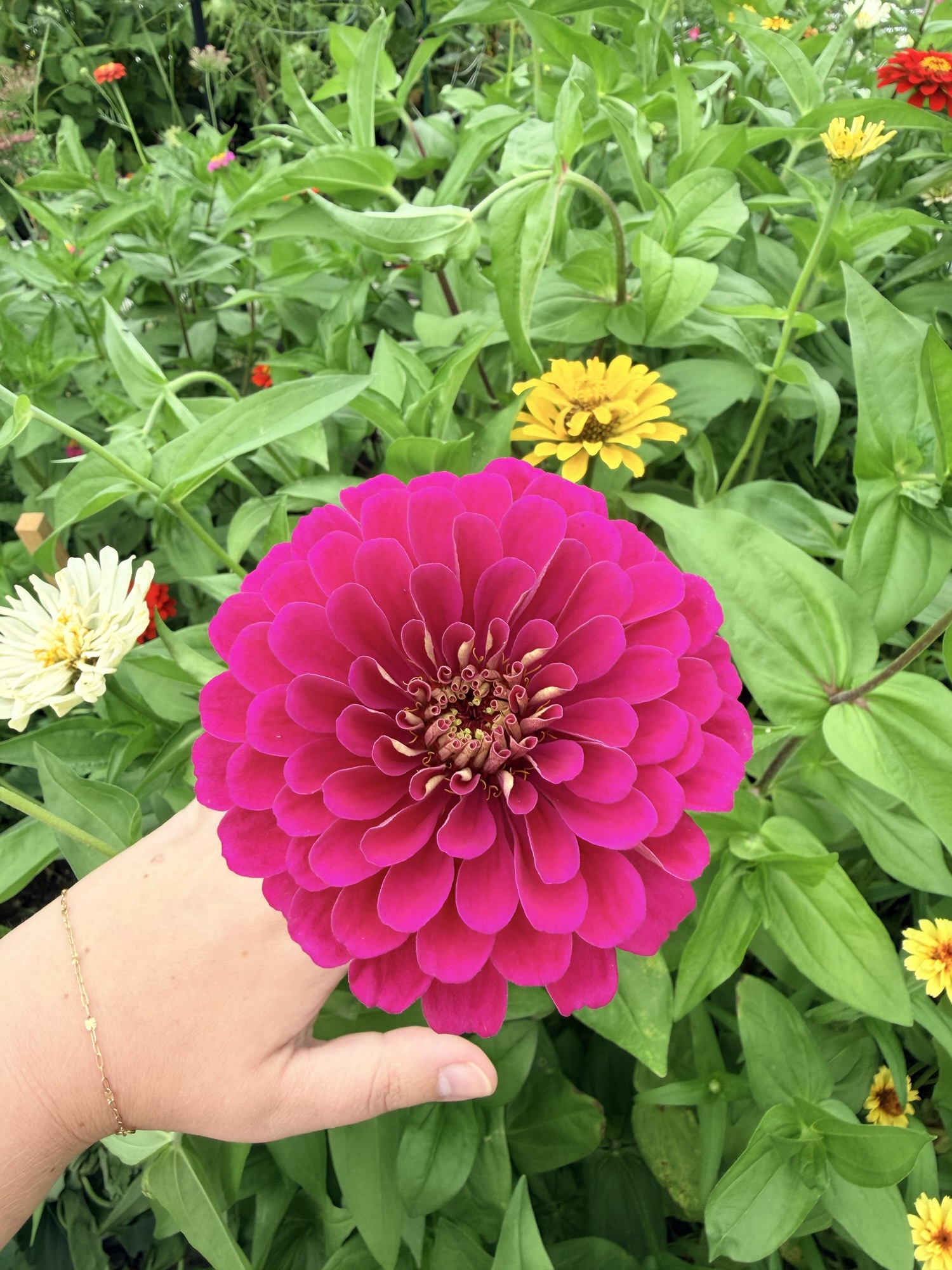 Zinnias: What Every Garden Needs (And Why They’ve Become One of My Favorite Cut Flowers)